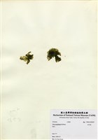 藏品(牡丹菜)的圖片